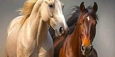 تابلو فرش ماشینی طرح اسب های وحشی
